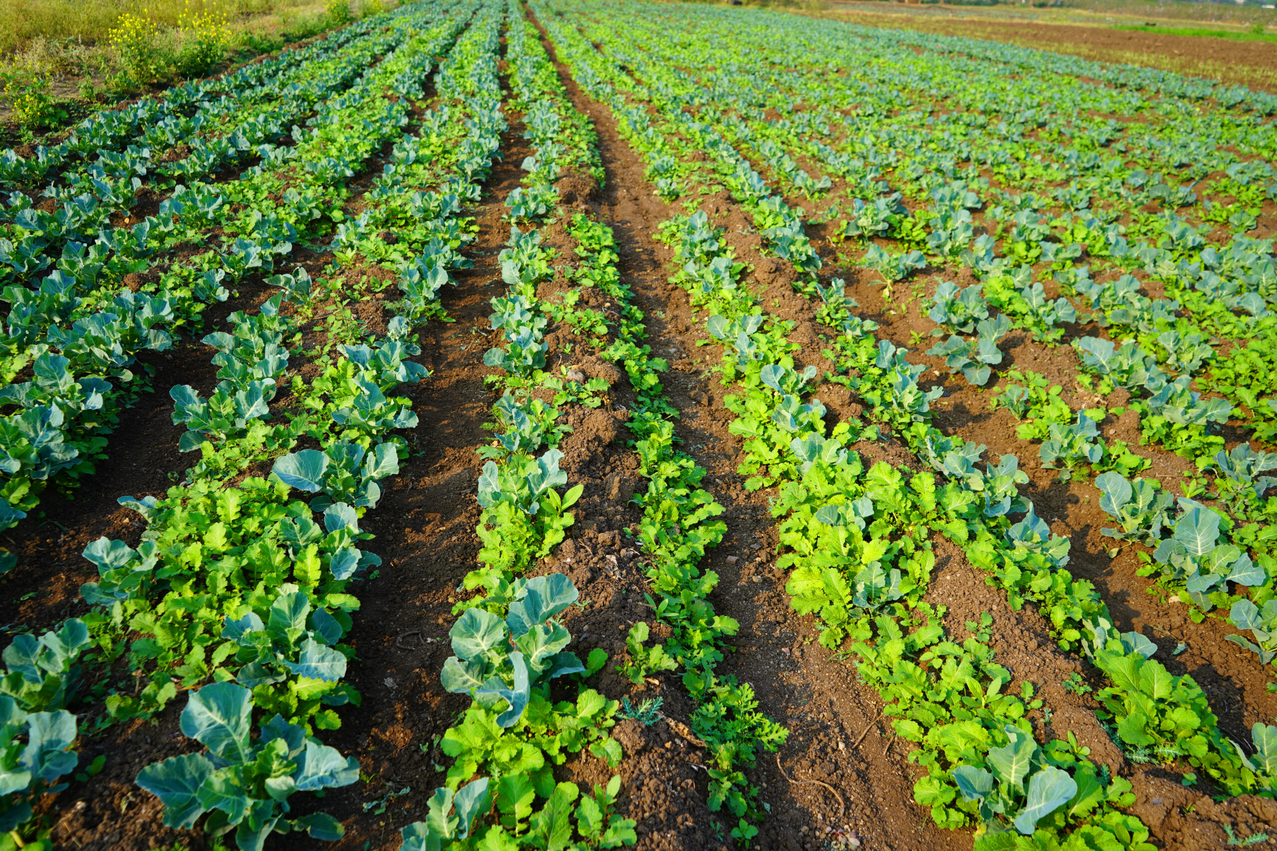 agricultura regenerativa cambio climático